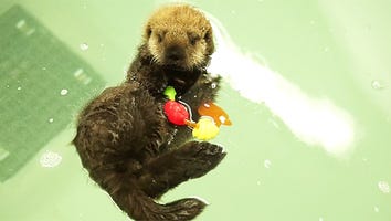 Meet the Abandoned Otter Pup Who Found a New Home and Stole the Internet's Heart