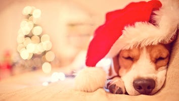 21 Puppies Who Are So Ready for Christmas