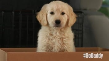 GoDaddy Pulls Controversial Puppy Super Bowl Ad Following Backlash