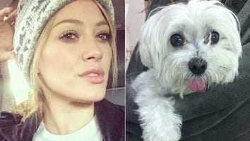 Hilary Duff, George Lopez Join Search for Missing Beverly Hills Dog