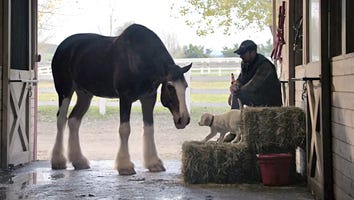 Budweiser's Super Bowl Commercial About a Lost Puppy Is Guaranteed to Make You Cry