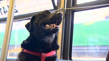 This Genius Dog Knows How to Take the Bus to the Park by Herself