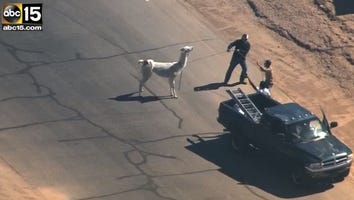 Two Llamas Escaped In Arizona and the Internet Lost Its Mind