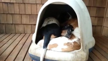 You Won't Believe How Many Adorable Basset Hounds Are Inside This Little Igloo