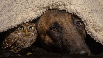 This Dog and This Owl Are Adorable Best Friends Who Model Together