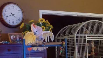 This Cockatoo Repeating Its Past Owners Intense Arguments Is Completely Heartbreaking