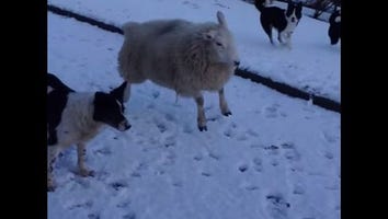This Adorable Sheep Thinks It's a Dog and It's the Cutest Thing Ever