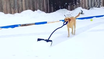 Best Dog in the World Shovels Snow for Her Owner, Makes All Other Dogs Feel Inferior