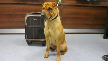 This Dog Was Abandoned at a Train Station, But Now Has a Happy Ending and a Forever Home