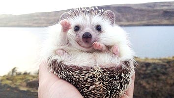 This Adorable Hedgehog Has Definitely Travelled to More Places Than You Have