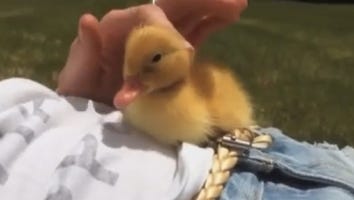 This Adorable Duckling Fighting to Stay Awake Is Us Every Monday