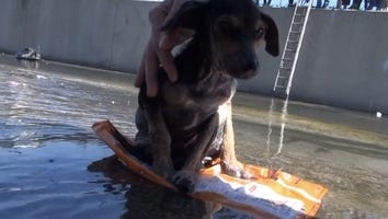 Abused Dog Who Was Thrown Into a River Makes The Most Inspiring Recovery Ever