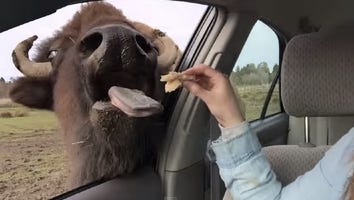 Try Not to Fall Madly in Love with This Adorable Buffalo