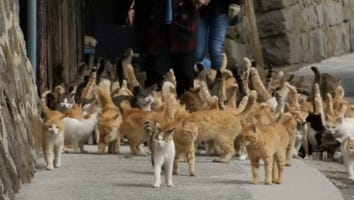 There's an Island in Japan Where Cats Outnumber People 6 to 1