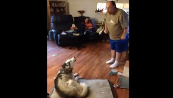 This Husky Standing Up For Itself Is The Most Adorable Thing Ever