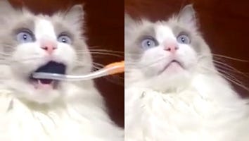 This Cat's Reaction to Having Her Teeth Brushed Is Our New Reaction to Everything