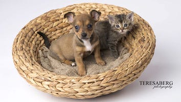 An Abandoned Puppy and a Stray Kitten Became Best Friends for Life