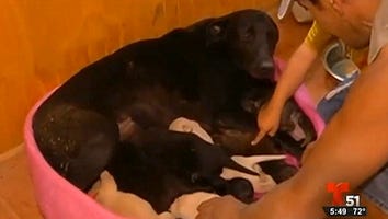 The Amazing Story of How This Mama Dog Saved Her Puppies From a Forest Fire