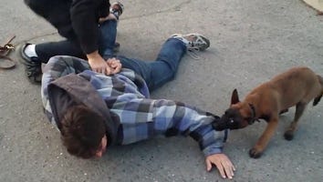 Meet the Cutest Little Member of the Police Department: A 14-Week-Old Dog Named Taz!