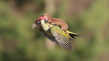 Photographer Snaps Amazing Shot of a Weasel Flying on the Back of a Woodpecker (and Now It's a Meme!)