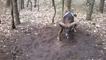 Poor Ram Gets His Horn Trapped Around a Tree Trunk