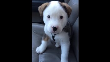 Seeing This Puppy Scared of His Own Hiccups Will Change Your Life!