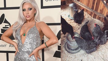 Lady Gaga Is Now a Chicken Farmer