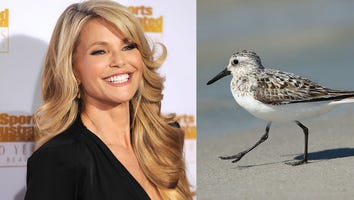 Christie Brinkley Gets a Black Eye Trying to Save a Bird -- See the Painful Pics
