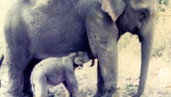 After Years Apart, Watch What Happens When a Mother Elephant and Her Baby Are Reunited