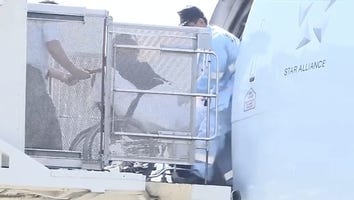 Wait, What?! This Woman Who Didn't Know She Was Pregnant Gave Birth on a Plane