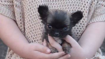 The Tiniest Dog Ever Is Lighter Than a Pound of Sugar and Infinitely Cute