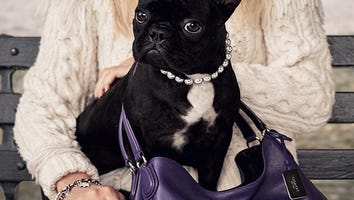 Lady Gaga's Dog Makes Modeling Debut As New Face of Coach!