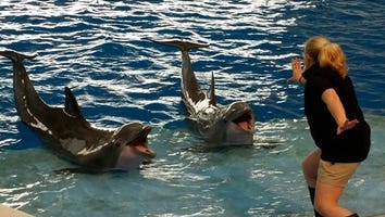 Zookeepers Channel Chris Pratt and the Raptors From 'Jurassic World' and It's Perfect