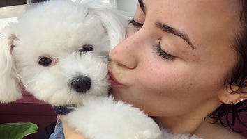 Demi Lovato's Adorable Dog Dies in 'Tragic Accident'