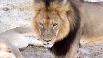 Betty White and Bob Barker Speak Out for Cecil the Lion