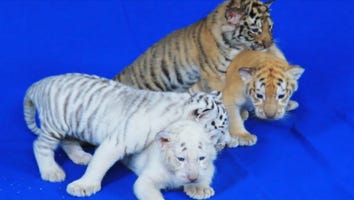 Meet Siegfried and Roy's Newest Tiger Cubs