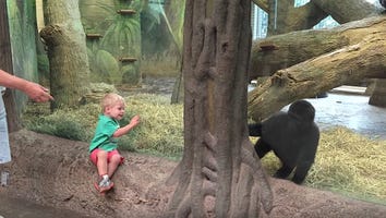 This 2-Year-Old Playing Hide-and-Seek With a Gorilla Is Your Daily Dose of Adorableness