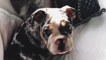 Kylie Jenner and Tyga Get Puppy Reportedly Worth $50K!