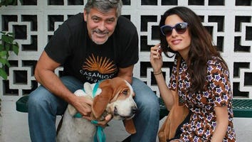 George and Amal Clooney Expand Their Family With Adorable Dog!