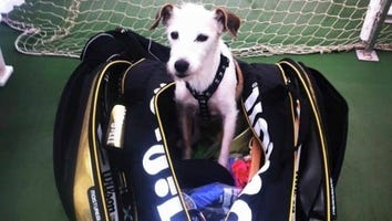 Serena Williams Pens Heartbreaking Tribute to Her Late Dog Jackie