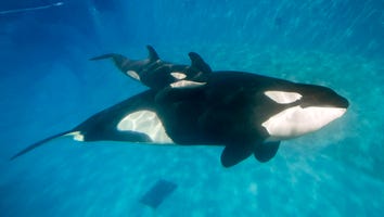 SeaWorld Announces an End to Orca Captivity -- But There's a Catch