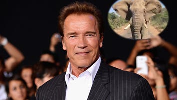 Arnold Schwarzenegger Shares Intense Video of an Elephant Charging His Car in South Africa
