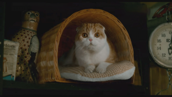 What You Might Not Know About the Cats of 'Nine Lives'