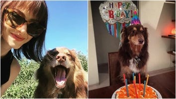 Amanda Seyfried Throws Her Beloved Dog Finley a Birthday Party With Cake and Balloons!