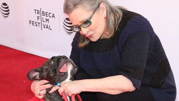 Gary the Dog's Tweets After Carrie Fisher and Debbie Reynolds' Deaths Are Heartbreaking
