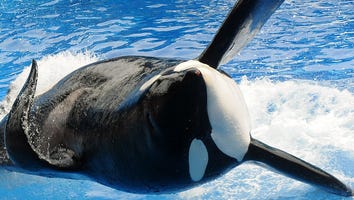 SeaWorld Announces the Death of 'Blackfish' Killer Whale, Tilikum