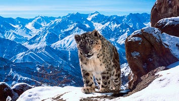 From Snow Leopards to Turtle Hatchlings, 'Planet Earth II' Is About Revelation
