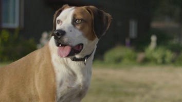 EXCLUSIVE: A Day in the Life of 'Downward Dog' Star Ned -- Yes, the Dog!