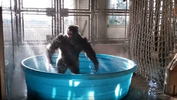 This Gorilla Dancing in a Pool to 'Maniac' Will Brighten Your Day -- Watch!