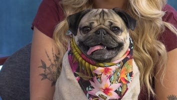 How Doug the Pug Became a Star!